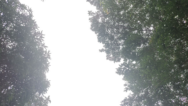 La Ceiba Restaurante Bar. - Florencia