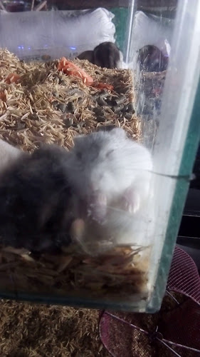 Plaza de mercado galeriá Fusagasugá - Gastronomía y hostelería