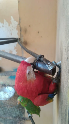 restaurante - parrilla " D'Juank "