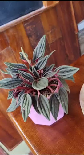 Opinii despre Roma Coffee & Cake în Rionegro - Gastronomía y hostelería