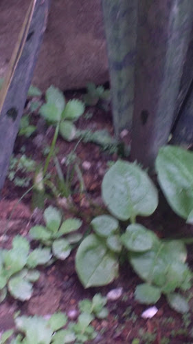 Restaurante y Cevicheria Delicias De La Costa Caribe