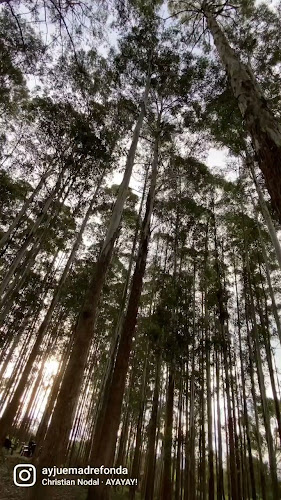 Opinii despre AYJUEMADRE FONDA în Rionegro - Gastronomía y hostelería