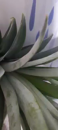 Comentarii opinii despre Chiticos Mix