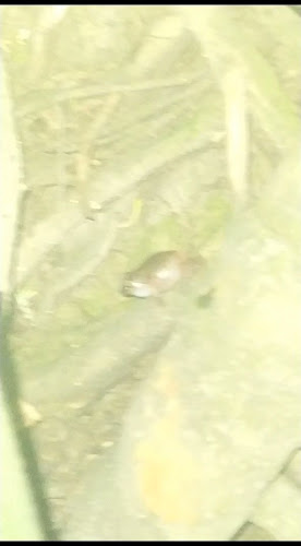 Cafeteria Ricuras - Santander de Quilichao