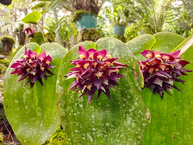 Unnamed Road, La Ceja, Antioquia
