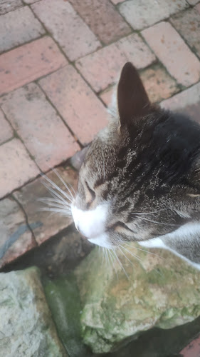 Postres y Parrilla SonyLu - Gastronomía y hostelería