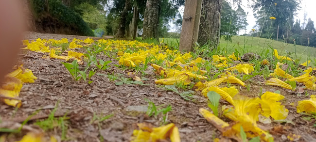 Comentarii opinii despre San Isidro