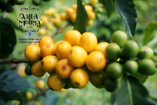 Opinii despre CAFÉ VILLA MOLINA SAS în Pitalito - Gastronomía y hostelería