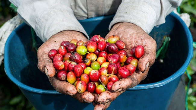 Opinii despre La Marianela Coffee Shop în Cali - Gastronomía y hostelería