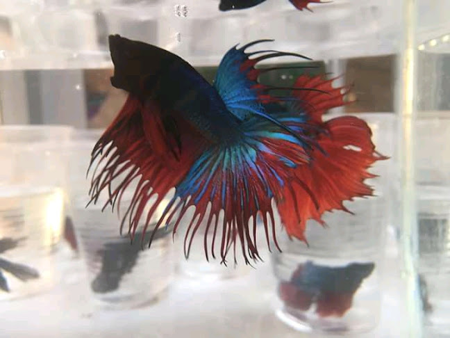 Comentarii opinii despre PECES Y ACUARIOS EDINSON