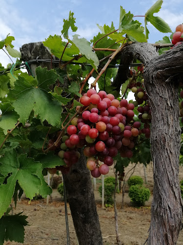 Casa Grajales S.A. - La Unión