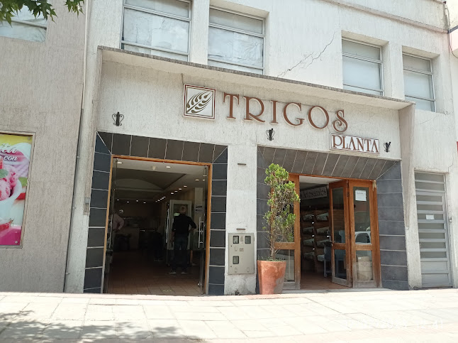 Trigos Planta