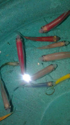 PECES Y ACUARIOS EDINSON - Florencia