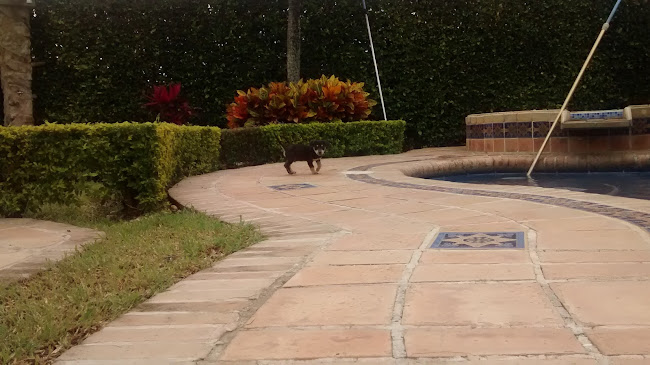 Opinii despre Restaurante - bar "LA CASONA" în Cartago, Pereira - Gastronomía y hostelería