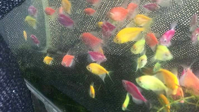 Cl. 1b Bis #6-103 a 6-55, Florencia, Caquetá