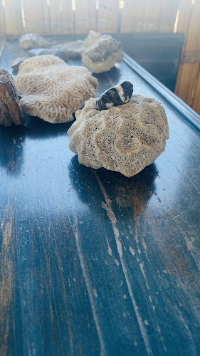 Opinii despre Cocina andres ortega centro de gestión y desarrollo în Pitalito - Gastronomía y hostelería