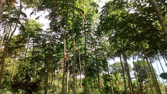 Comentarii opinii despre Bar Los Alpes Santa Bárbara