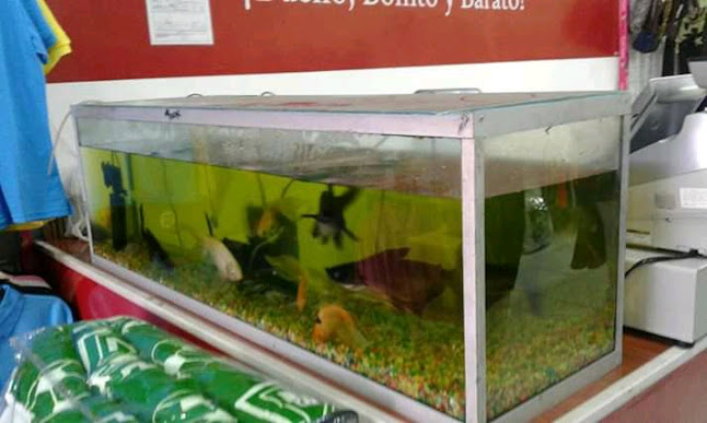 Opinii despre PECES Y ACUARIOS EDINSON în Florencia - Gastronomía y hostelería