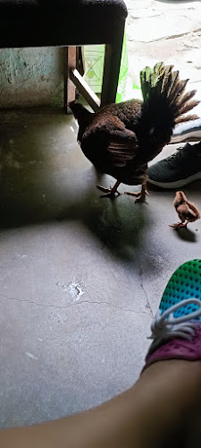 LA PARRILLA fast food