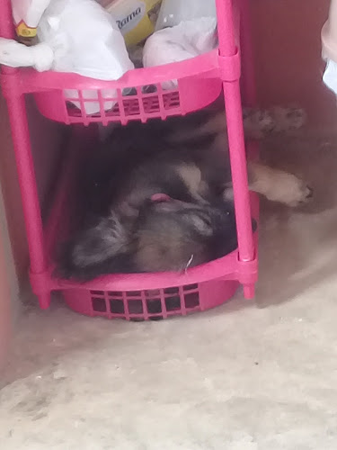 Opinii despre Restaurante chino dragón de piedra în Turbaco - Gastronomía y hostelería