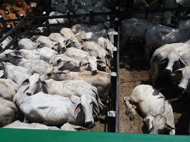 Comentarii opinii despre Frigorifico Del Cauca SAS