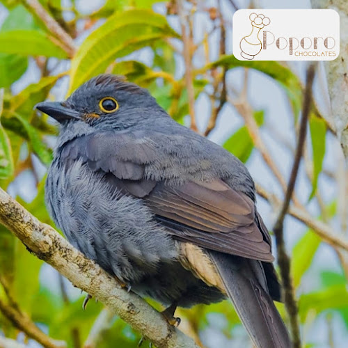 Opinii despre Chocolates Poporo în Anorí - Gastronomía y hostelería