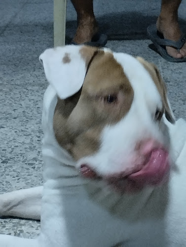 Cholados M&M - Gastronomía y hostelería