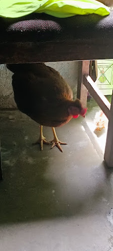 Opinii despre LA PARRILLA fast food în La Dorada - Gastronomía y hostelería