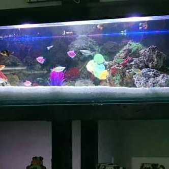 PECES Y ACUARIOS EDINSON