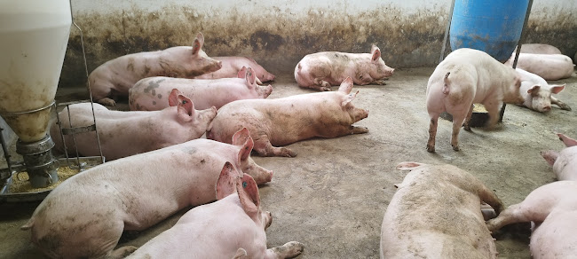 LABRANTO - Planta - Zipaquirá