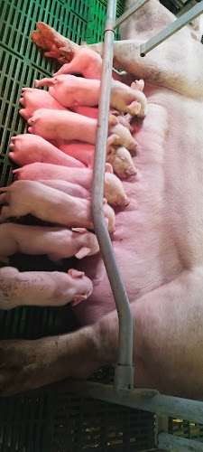 LABRANTO - Planta - Gastronomía y hostelería