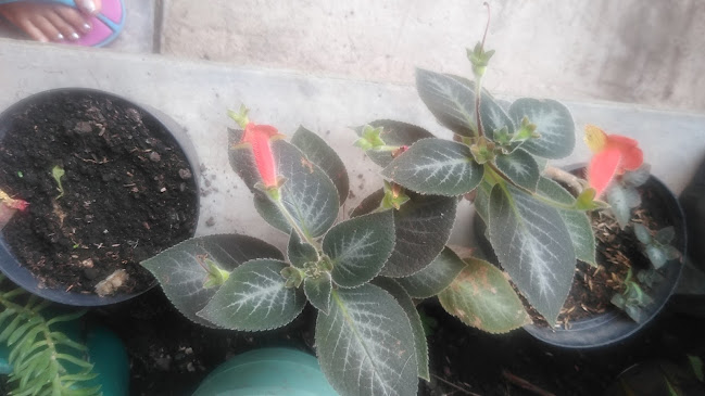 Opinii despre Comidas Rápidas la tía în Tuluá - Gastronomía y hostelería