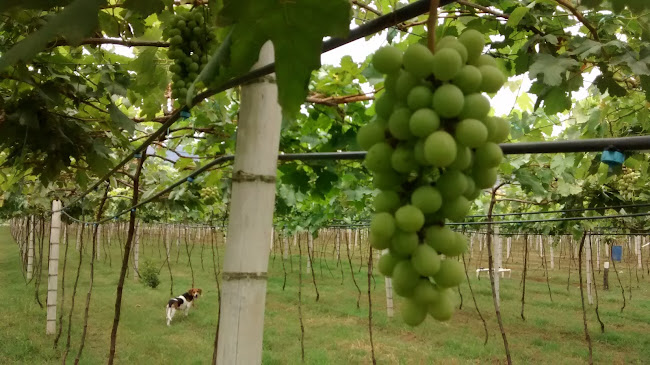 Restaurante - bar "LA CASONA"