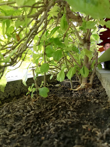 Comentarii opinii despre Sabor de Mi Tierra