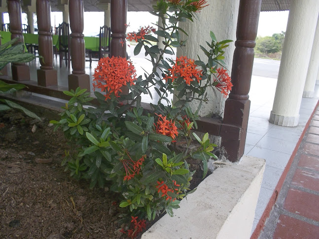 Comentarii opinii despre Restaurante Paso al Caribe