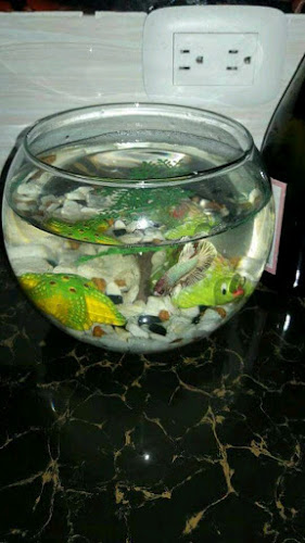 PECES Y ACUARIOS EDINSON - Gastronomía y hostelería