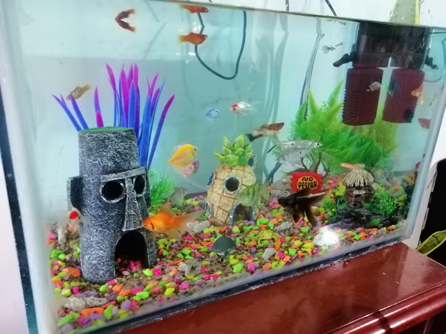 PECES Y ACUARIOS EDINSON - Florencia