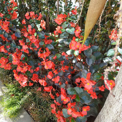 Comentarii opinii despre Super Delicias JC