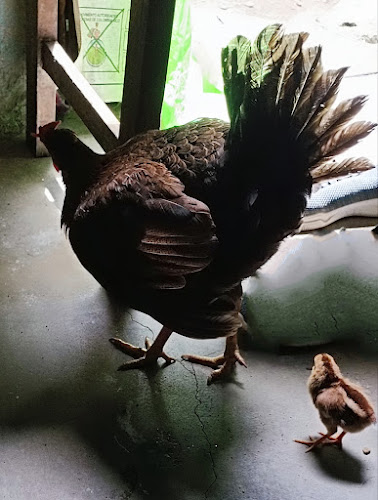 LA PARRILLA fast food - Gastronomía y hostelería