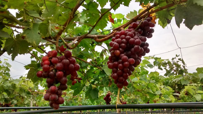 Restaurante - bar "LA CASONA" - Cartago, Pereira