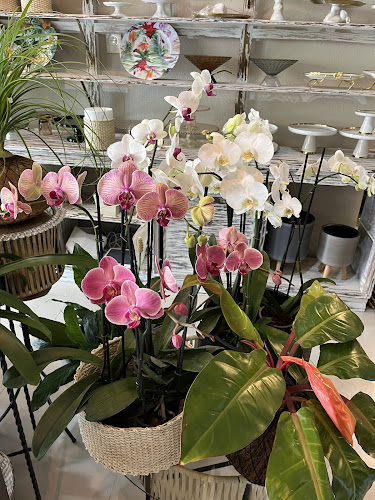 Opinii despre Mele Floristeria y Plantas în Barranquilla - Gastronomía y hostelería