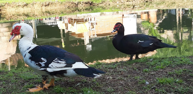 Comentarii opinii despre Tilapias, Restaurante campestre