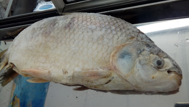 Pesqueria El Coralito